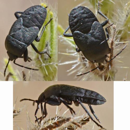 Aellopus atratus